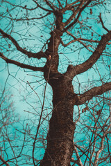 Fototapeta premium tree in the snow