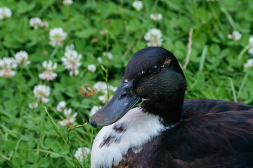 Mallard Duck Amidst White Flowers