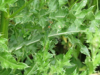 Emerald Damselfly (Lestes sponsa), camouflaged against foliage