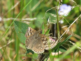 Dingy Skipper butterfly (Erynnis tages)