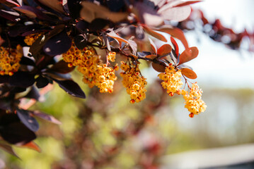 Barberry flowers. Beautiful flowering barberry bush. Close-up of barberry flowers for postcard...