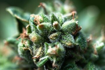 Macro shot of flowering cannabis indica sativa bud. Trichomes and hairs of marijuana bud flower. Medical cannabis growing concept