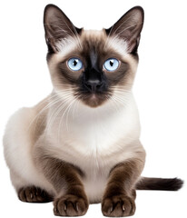 Siamese cat portrait isolated cutout on transparent background.