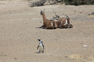 penguin & guanaco