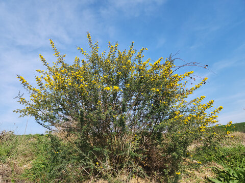 A blooming hairy thorny broom or spiny broom, is a small shrubby tree native to the Mediterranean region.