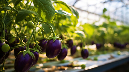 Growing organic eggplants in a greenhouse on the farm. Healthy vegetables concept. Generative AI - obrazy, fototapety, plakaty
