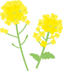 シンプルな2本の菜の花のイラスト（フラットデザイン）
