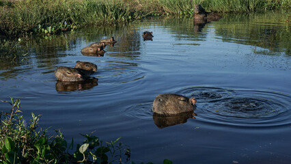 Obraz premium Turistas en los Esteros del Iberá, corrientes, Argentina, Observan Carpinchos, Vacas, Obejas, Caballos, Yacarés, Aves, plantas acuáticas