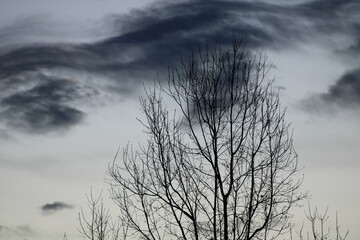a view up at a tree at daybreak in the winter against clouds in the sky