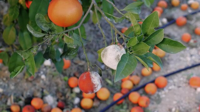 Damaged orange on tree, indicating rotten fruit. Explore agricultural challenges posed by mold-infected oranges. Learn strategies to manage damaged orange trees for optimal yield