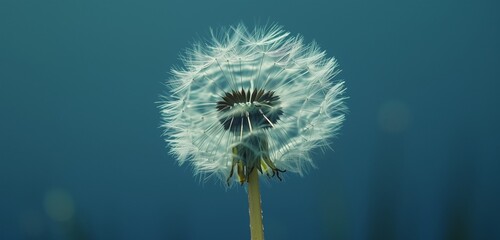 Detailed shot showcases the intricate beauty of a dandelion, set against a striking blue background.