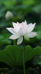 White lotus flower in sharp focus, rising above the water with large green leaves supporting it from below
