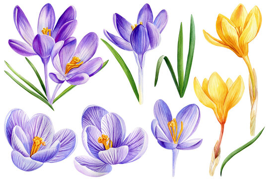 Set of realistic crocuses blooming flowers illustration, Spring lilac crocus flower hand drawn watercolor. Flora element