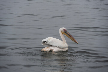 Fototapeta na wymiar pink pelican in natural conditions on a sunny day in Namibia