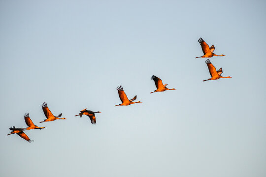 Kraniche im Flug im Licht der untergehenden Sonne