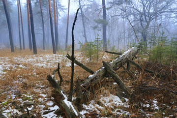 old dead wood in misty forest - 734998467