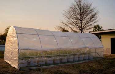 cannabis indoor cultivation
