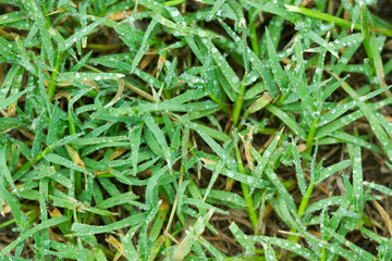 Fondo de césped mojado con gotas de rocío. Vista superior y de cerca. Copy space