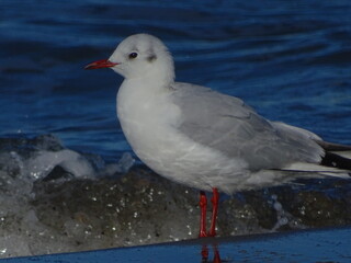seagull on the beach