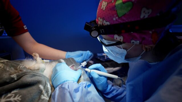 Brushing a dog's teeth with professional tools in a veterinary clinic. Care of the oral cavity of an animal under anesthesia. High quality 4k footage