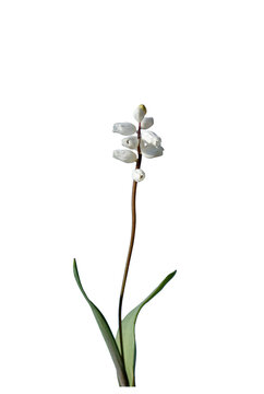 White form of the 'Gök sümbül' (literally means 'sky hyacinth' in Turkish)  (Hyacinthella lazulina), an endemic species to eastern Mediterranean region in southern Turkey