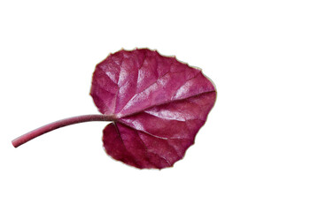 Underside view of a leaf of the false Iberian cyclamen (Cyclamen pseudibericum) endemic to Eastern...