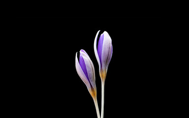 Two buds of the Karacaoglan's crocus (Crocus aymmetricus), an endemic spring species grown among stones of basalt cliffs near forest clearings, grasslands in Osmaniye province in southern Turkey.