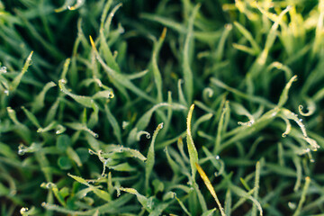 frost on the green grass at dawn
