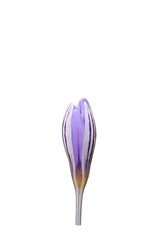 A flower bud of the endemic Karacaoglan crocus (Crocus asymmetricus) grown in stony habitat