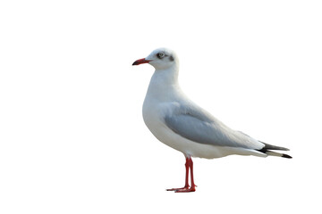 Seagull standing isolated on transparent background png file