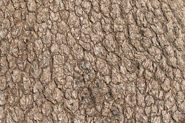 Bark texture of a terebinth tree 