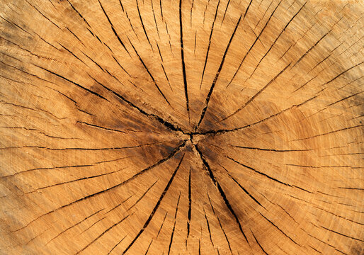 Bark texture of a terebinth tree 