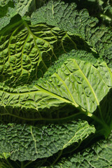 Closeup of green fresh organic savoy cabbage on table - 735008275