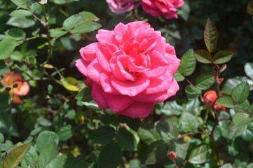 Chinese Rose 18