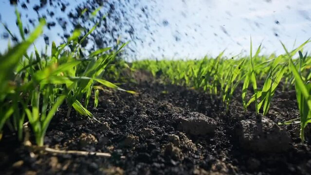 Biochar is scattered on a field with green grass