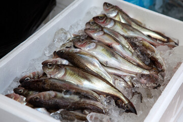 fresh fish on ice in the market