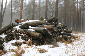 pine logs in misty winter forest - 735014867