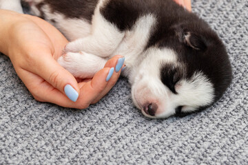 Sleeping Husky Puppy in Human Hand