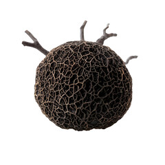 Black edible winter truffle isolated on transparent or white background, png