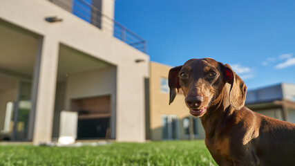 A brown dachshund dog looking up on green grass