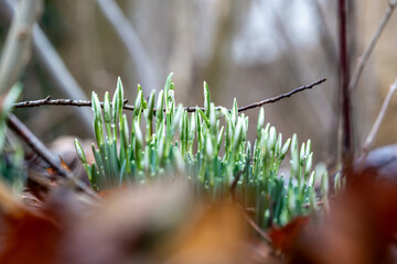 Snowdrops with closed buds in spring