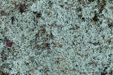 Silver white reindeer lichen in a snowless winter in a Polish forest.  Abstract background texture.