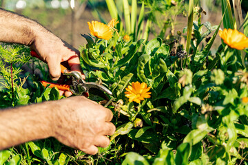 Farmer's hands without gloves. A male gardener trims the leaves of orange flowers with a garden...