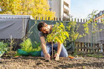Young pakistani or indian bearded farmer in jeans, t-shirt plants a tree in horticultural city garden on sunny autumnal day