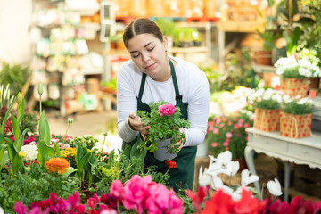 Woman florist in apron holding pot with ranunculus asiatica in flower shop