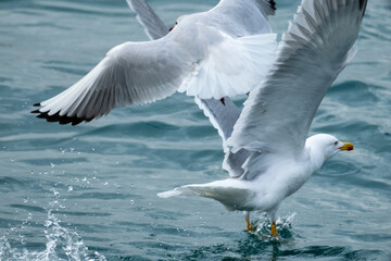 seagull flying over the sea