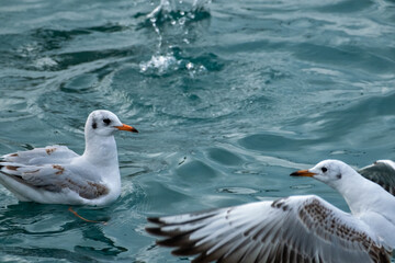 seagull flying over the sea
