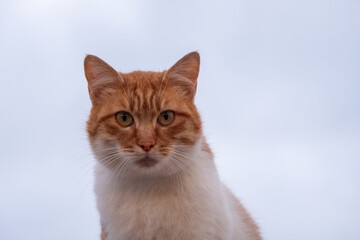 Fototapeta na wymiar shorthair cat
