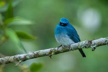 An indigo flycatcher eumyias indigo perching on a mossy tree branch at Mount Lawu montane forest East Java, natural bokeh background