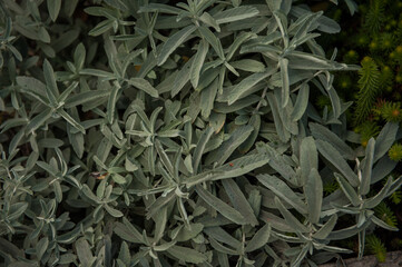 Common sage or salvia officinalis